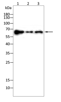 MMP14 Antibody