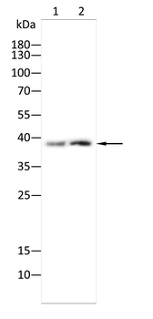 TREX1 Antibody