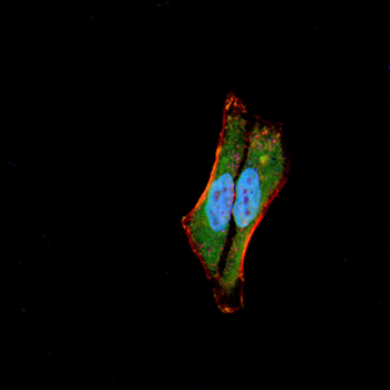 TREX1 Antibody