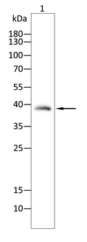 TREX1 Antibody