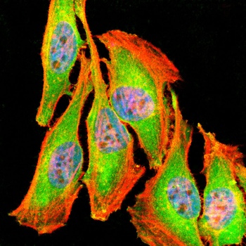 VCL Antibody