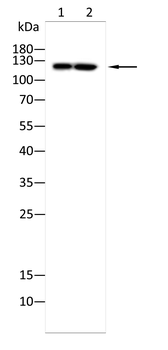 VCL Antibody