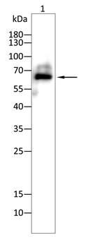 ESR1 Antibody