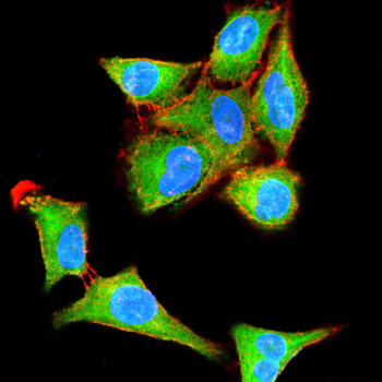 OGT Antibody