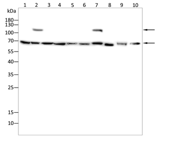 OGT Antibody