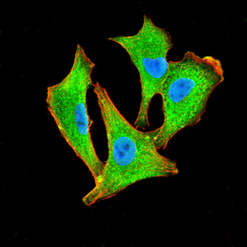 CXCL12 Antibody