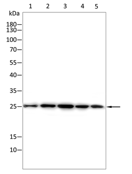CXCL12 Antibody