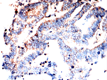 CXCL12 Antibody