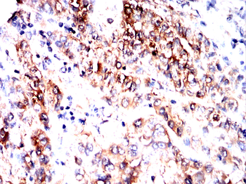 CXCL12 Antibody