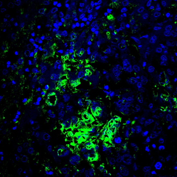 CXCL12 Antibody