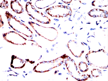 LCN2 Antibody