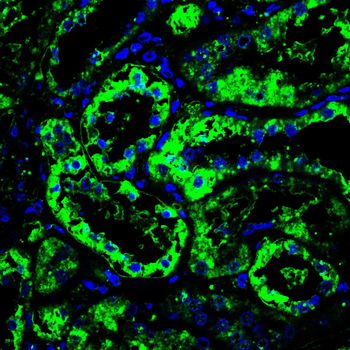 LCN2 Antibody