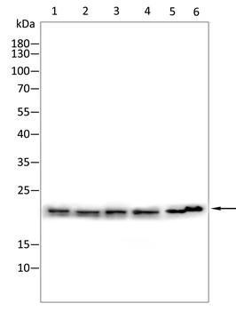 LCN2 Antibody