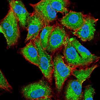LCN2 Antibody