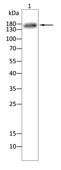 KDR Antibody