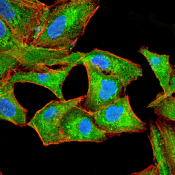 KDR Antibody