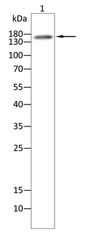 KDR Antibody