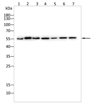 NF2 Antibody