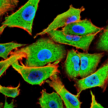 NF2 Antibody