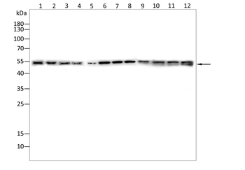 NF2 Antibody