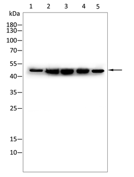 NF2 Antibody
