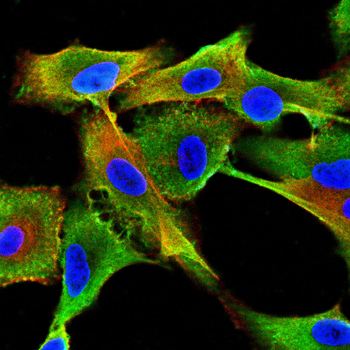 NOTCH3 Antibody