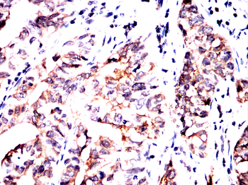 NOTCH3 Antibody