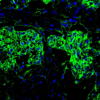 NOTCH3 Antibody