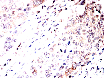 NOTCH3 Antibody