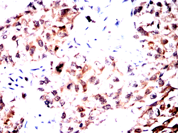NOTCH3 Antibody