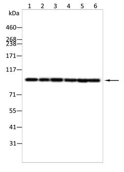 NOTCH3 Antibody
