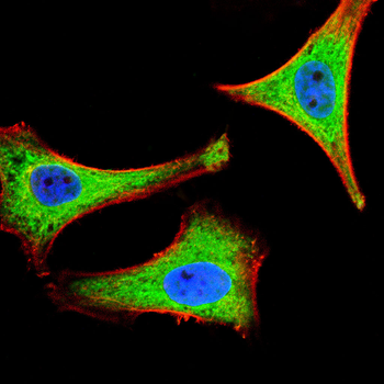 NOTCH3 Antibody