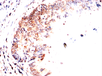 NOTCH3 Antibody