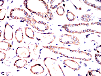 NOTCH3 Antibody