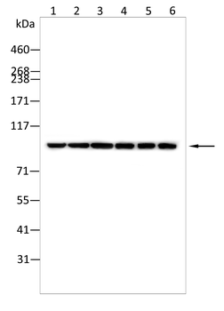 NOTCH3 Antibody