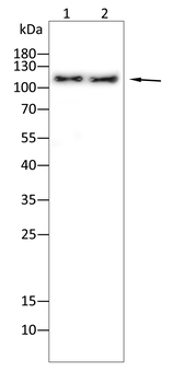 HDAC4 Antibody