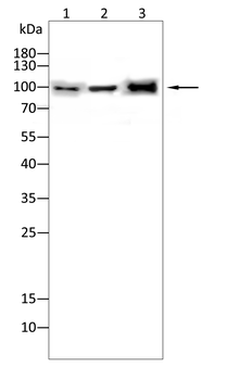 PRDM1 Antibody