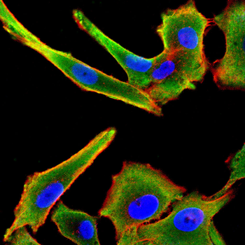 BMP7 Antibody