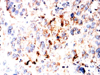 BMP7 Antibody
