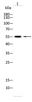 BMP7 Antibody