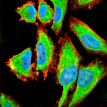 BMP7 Antibody