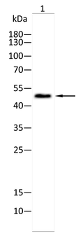 BMP7 Antibody