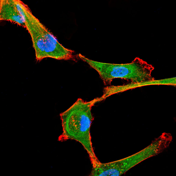 RAB3A Antibody
