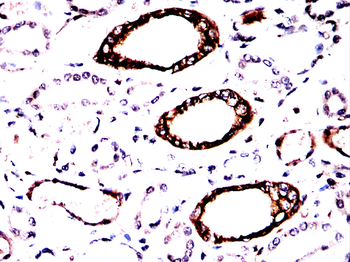 RAB3A Antibody
