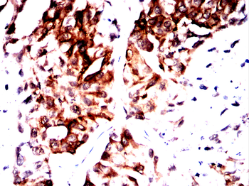 RAB3A Antibody