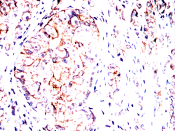 RAB3A Antibody