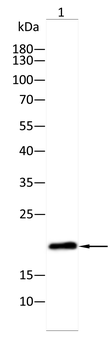 RAB3A Antibody