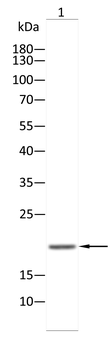 RAB3A Antibody