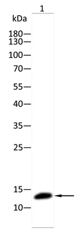FABP1 Antibody