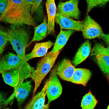 ACTB Antibody